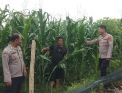 Polres Samosir Dukung Program Ketahanan Pangan Dalam Kesiapan Panen Jagung