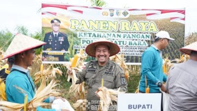 Dukung Program Ketahanan Pangan, Bupati Batu Bara Lakukan Panen Raya Jagung