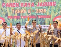 Polres Tapteng Panen Raya Jagung Tahap 2 di Wilayah Sibabangun