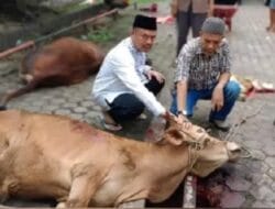 PWI Sumut Sembelih 6 Sapi dan 3 Kambing