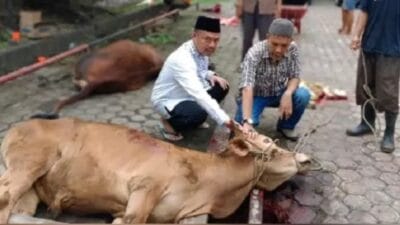 PWI Sumut Sembelih 6 Sapi dan 3 Kambing