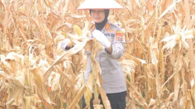 Polres Samosir Panen Raya 30 Ton Jagung