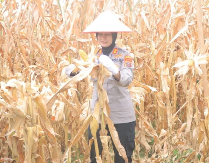 Polres Samosir Panen Raya 30 Ton Jagung