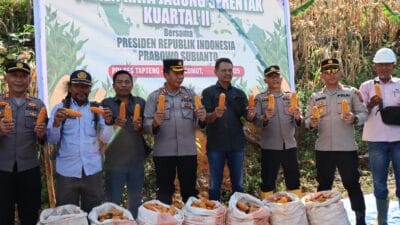 Polres Tapteng Panen Raya Jagung Kuartal 2 di Wilayah Kolang