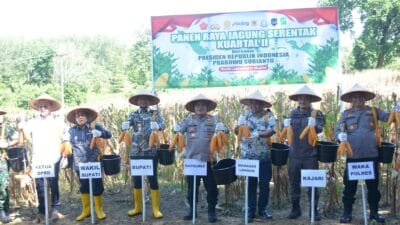 Kapolres Labusel dan Forkopimda Panen Raya Jagung Serentak Kuartal II di PT Lonsum Indonesia Estate