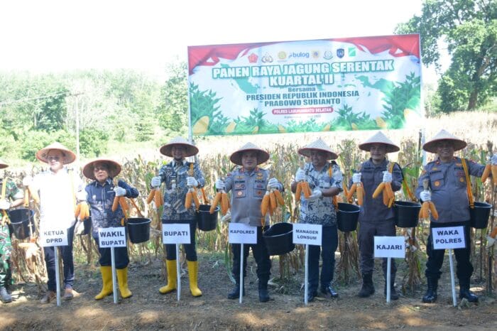 Kapolres Labusel dan Forkopimda Panen Raya Jagung Serentak Kuartal II di PT Lonsum Indonesia Estate