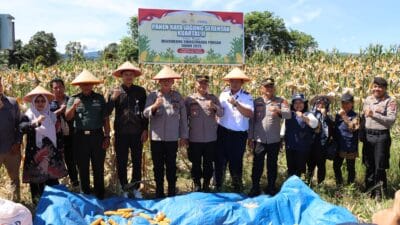 Polres Tapteng Gelar Panen Raya Jagung Serentak di Pinangsori