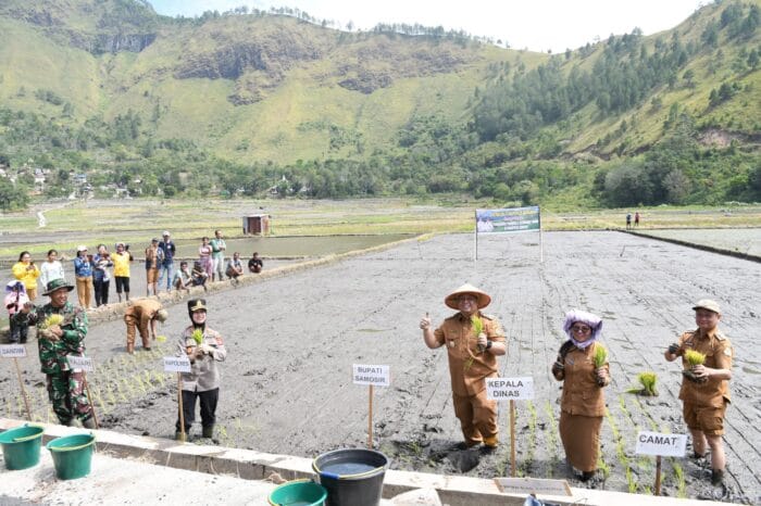 Pemkab Samosir Gelar Tanam Padi Bersama dan “Festival Manuan Eme”