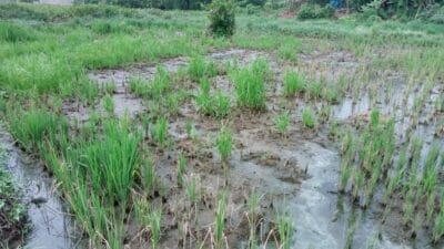 Dinas Lingkungan Hidup Deliserdang Diminta Masyarakat Marindal Satu Usut Limbah Pabrik PT ACA