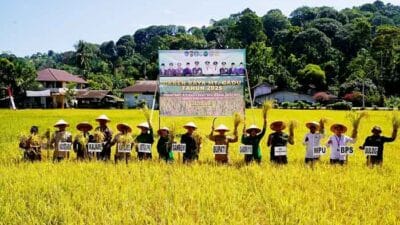 Pemkab Abdya Panen Raya Padi, Danrem 012/TU Ajak Generasi Muda Galakkan Sektor Pertanian
