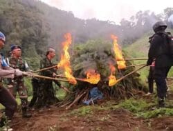 Satu Hektare Ladang Ganja di Hutabargot Dimusnahkan