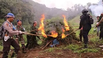 Satu Hektare Ladang Ganja di Hutabargot Dimusnahkan