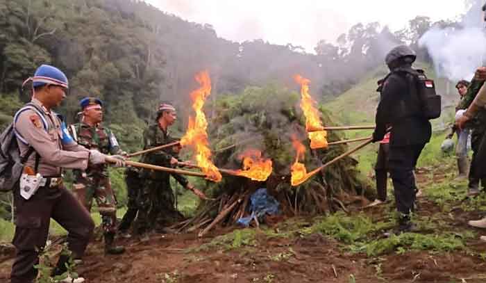 Satu Hektare Ladang Ganja di Hutabargot Dimusnahkan