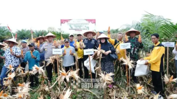 Bupati Batu Bara Hadiri Panen Raya Jagung Serentak Kuartal III