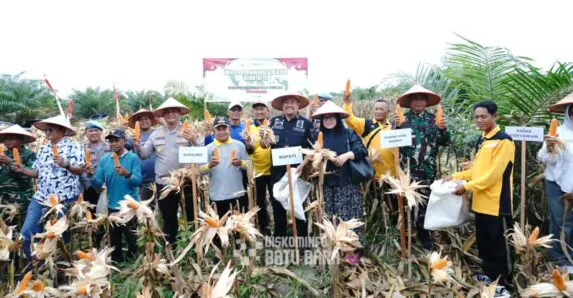 Bupati Batu Bara Hadiri Panen Raya Jagung Serentak Kuartal III