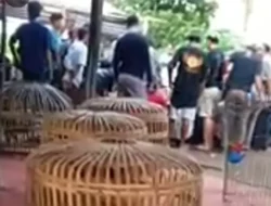Arena Judi Sabung Ayam dan Dadu Marak di Desa Sentis
