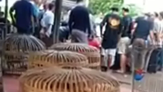 Arena Judi Sabung Ayam dan Dadu Marak di Desa Sentis