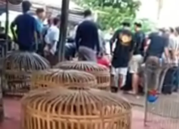 Arena Judi Sabung Ayam dan Dadu Marak di Desa Sentis