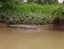 Kemunculan Buaya Muara di Aliran Sungai Besitang Bikin Warga Cemas