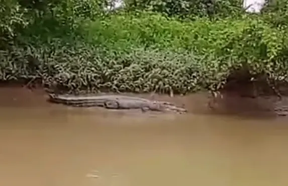 Kemunculan Buaya Muara di Aliran Sungai Besitang Bikin Warga Cemas