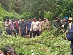 Polres Tanah Karo Temukan Ladang Ganja di Perbukitan Pancur Batu