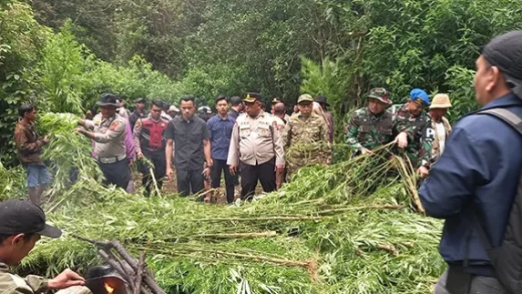 Polres Tanah Karo Temukan Ladang Ganja di Perbukitan Pancur Batu
