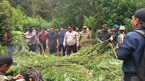 Polres Tanah Karo Temukan Ladang Ganja di Perbukitan Pancur Batu