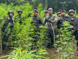 Satuan Brimob Polda Sumut Musnahkan 10 Hektar Ladang Ganja di Perbukitan Madina