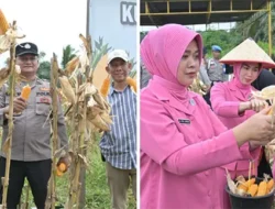 Polres Labusel Gelar Panen Raya Jagung Serentak Kuartal I 2026 di Sungai Kanan