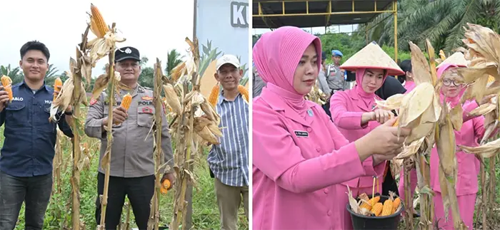 Polres Labusel Gelar Panen Raya Jagung Serentak Kuartal I 2026 di Sungai Kanan