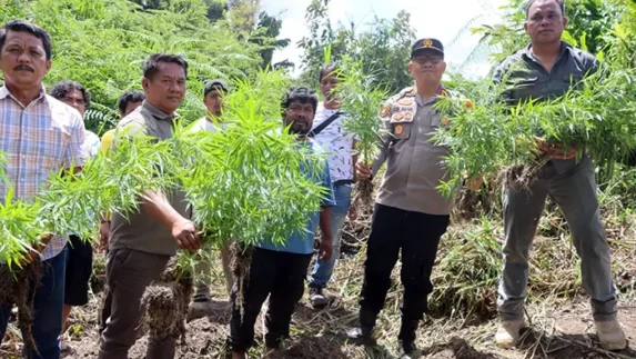 Polres Tanah Karo Ungkap Ladang Ganja di Desa Cinta Rakyat, 33 Batang Tanaman Disita