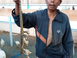 1300 Ekor Ayam BUMDes Desa Jaba ‘Habis Dimakan Biawak’, Masyarakat Minta Inspektorat dan APH Evaluasi dan Beri Tindakan Tegas