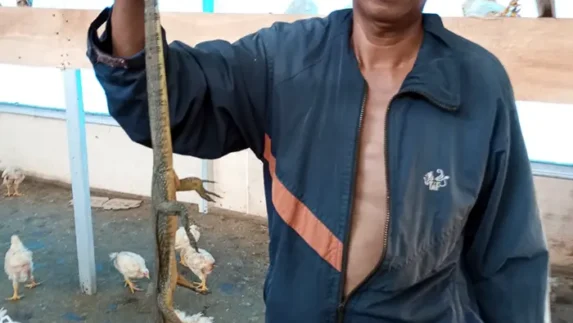 1300 Ekor Ayam BUMDes Desa Jaba ‘Habis Dimakan Biawak’, Masyarakat Minta Inspektorat dan APH Evaluasi dan Beri Tindakan Tegas