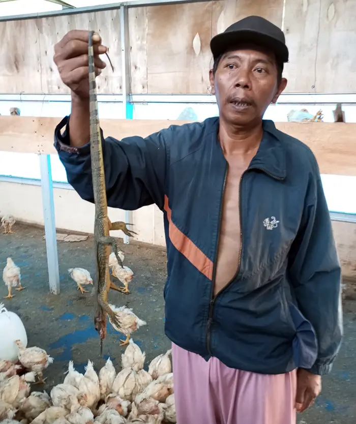 1300 Ekor Ayam BUMDes Desa Jaba 'Habis Dimakan Biawak'