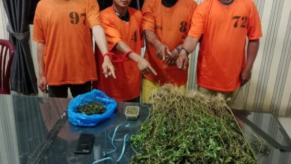 Empat Pria Diciduk Unit 1 Satnarkoba Polres Karo, 75 Batang Ganja Ditemukan di Perladangan Karo
