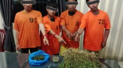 Empat Pria Diciduk Unit 1 Satnarkoba Polres Karo, 75 Batang Ganja Ditemukan di Perladangan
