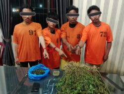 Empat Pria Diciduk Unit 1 Satnarkoba Polres Karo, 75 Batang Ganja Ditemukan di Perladangan
