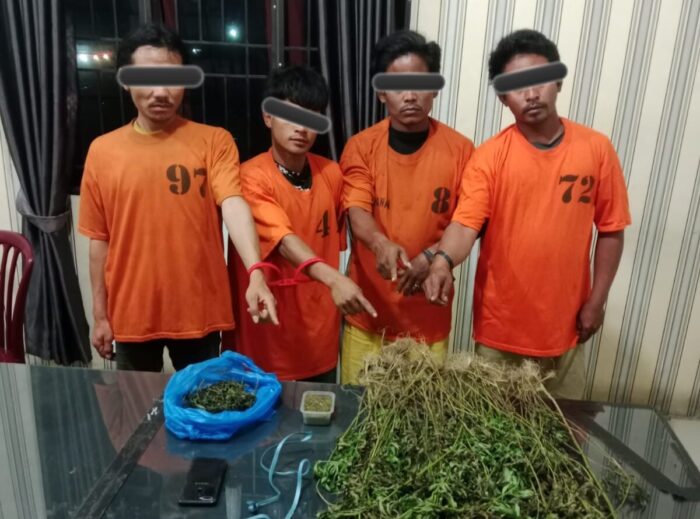 Empat Pria Diciduk Unit 1 Satnarkoba Polres Karo, 75 Batang Ganja Ditemukan di Perladangan