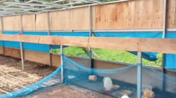 Atap Kandang Ayam BUMDes Jaba Raib Misterius