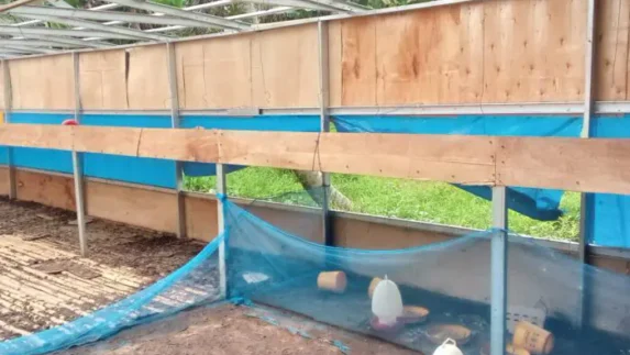 Atap Kandang Ayam BUMDes Jaba Raib Misterius, Warga Sebut Seperti Dimakan “Hantu”