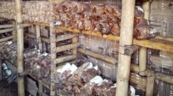 Desa Mekar Sari Jadi Desa Percontohan, Budidaya Ikan dan Jamur Andalan BUMDes Sukses Membuahkan Hasil