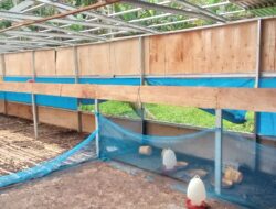 Atap Kandang Ayam BUMDes Jaba Raib Misterius, Warga Sebut Seperti Dimakan “Hantu”