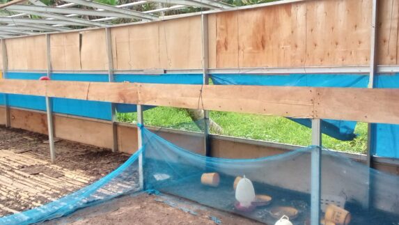 Atap Kandang Ayam BUMDes Jaba Raib Misterius, Warga Sebut Seperti Dimakan “Hantu”