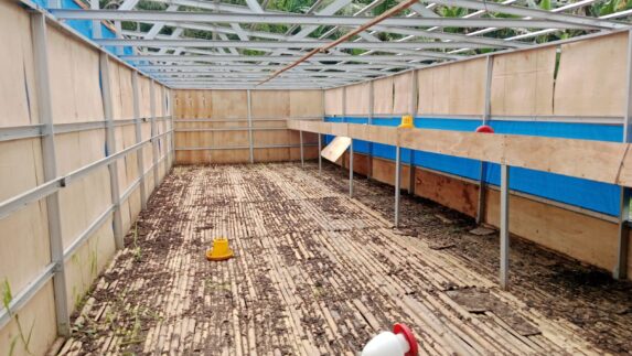 Kandang Ayam BUMDes Jaba Rusak Parah, Akhirnya Direspons Serius Bupati Deliserdang