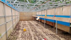 Kandang Ayam BUMDes Jaba Rusak Parah, Akhirnya Direspons Serius Bupati Deliserdang