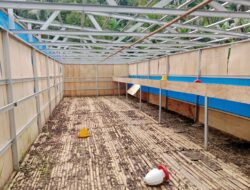 Kandang Ayam BUMDes Jaba Rusak Parah, Akhirnya Direspons Serius Bupati Deliserdang