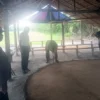 Polsek Kutalimbaru Gerebek Lokasi Diduga Judi Sabung Ayam di Suka Rende, Hasilnya Nihil