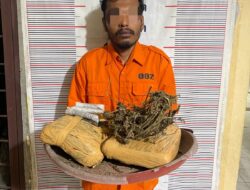 Polsek Bahorok Gagalkan Peredaran 2 Kilogram Ganja di Bukit Lawang