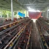 BUMDes Sidomulyo Sukses Budidayakan Ayam Petelur, Kini Jadi Percontohan