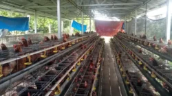 BUMDes Sidomulyo Sukses Budidayakan Ayam Petelur, Kini Jadi Percontohan